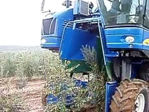 how to harvest olives in spain