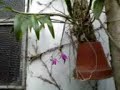 Dendrobium