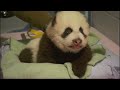 'GMA's' Up-Close Look at Atlanta's Baby Panda
