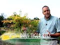 Rhus Tiger Eyes