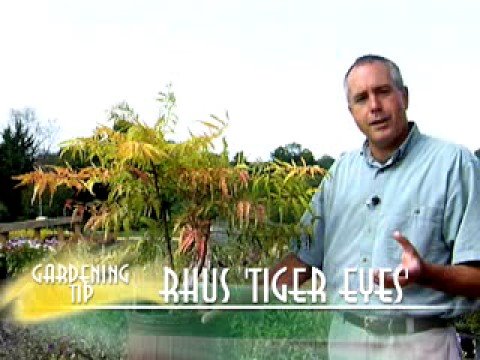 how to transplant tiger eye sumac