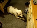 Dog sings with harmonica