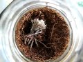 Molting Genicilata 4-5