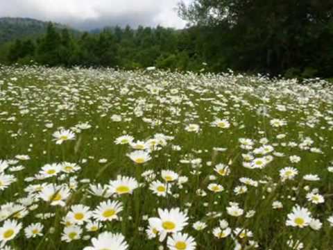 videokolaji yvavilebi.wmv