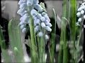 flowerswith ja.mpg flowerswith ja.mpg