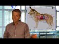 Cancer in Dogs and Cats - Symptoms and Alternative Therapies Cancer in Dogs and Cats - Symptoms and Alternative Therapies
