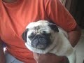 Pug lullaby