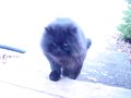 mr meow in the morning