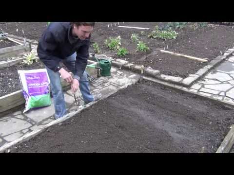 how to transplant brussel sprouts