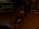 when puggles attack