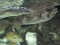 Camden Aquarium Fish Promoting the 3-Day