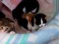 Paillasson et ses bébés 3 semaines plus tard! Paillasson et ses bébés 3 semaines plus tard!