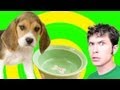 DOG DANCES FOR FOOD