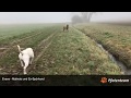 Ex Spürhund Evan (Malinois) sucht ein neues Zuhause 02