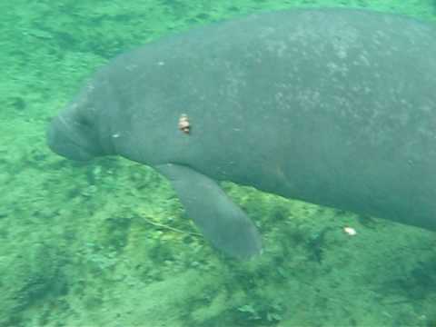 swimming with a manatee