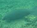swimming with a manatee