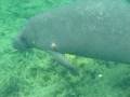 swimming with a manatee