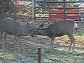 Rutting Deer