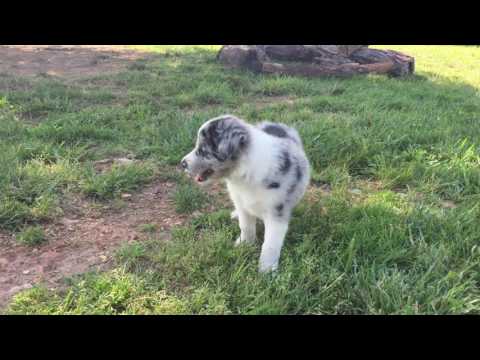 Border Collie Puppy - Spice
