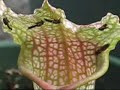 plantes carnivores captures plantes carnivores captures