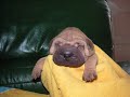 chiot shar pei