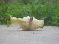 Me exploding a toy car, a pear, and making a car fly