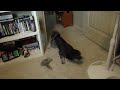 Rex Vs. Mini Trash Can