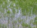 Biskupin (Polonia): villaggio primitivo e stagno con rane Biskupin (Polonia): villaggio primitivo e stagno con rane