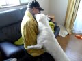 Kishu