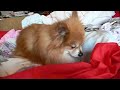眠りイヌ動画