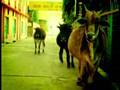 Rishikesh: The Town of Orange People