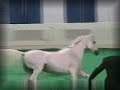 US Arabian Nationals - Ericca Presentations