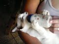 Gato mamando na mamadeira II - A saga continua Gato mamando na mamadeira II - A saga continua
