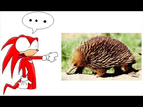 A Knuckles the echidna tribute