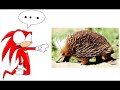 -Comments disabled because the vid is really bad now XD and I can't respond to everyone sorry! -**EDIT** THIS VIDEO IS 2 YEARS OLD, i know that the pictures are pretty rubbish, but i did make this video AGES ago, i can draw a lot better now -_-; please do not send messages saying the pictures suck. I KNOW.- - - - - - - - - - - - - - - - - - - -A tribute I have made for Knuckles the echidna with every picture I have drawn of him ^-^ you can also see the pictures on deviantART, my username is Naysu!oh and the song is 'walk this way' copyright to its creator (not me)Knuckles is copyright SEGA Sonic Team All artwork featured is copyright me ^-^ (naysu or lightsen) both me