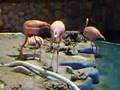 Curacao Sea Aquairum Flamingos Part I