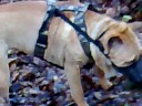 Isa en de beagles .mp4