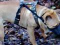 Isa en de beagles .mp4