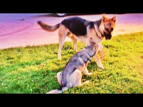 german shepherd
