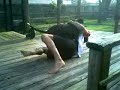 When Pitbulls Attack(pitbull fight) When Pitbulls Attack(pitbull fight)