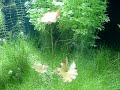 Um aquario montado de plantas aquaticas, peixes: neon, mato grosso, Discus, etc...  proprietario: Marcio da Barao dos Pescadores Sertaozinho. 