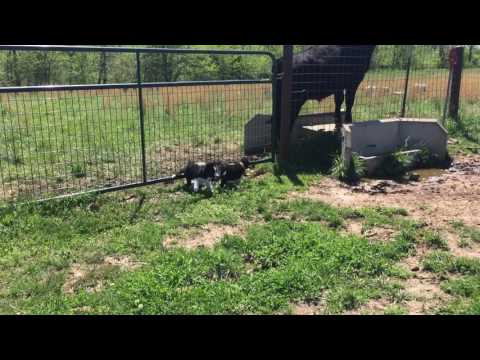 Border Collie Puppy - Duke