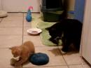 Truffy and new kitty