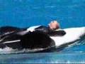 Orcas and trainers : Amazing Bond