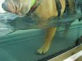 Hydrotherapy - water treadmill at Greyfriars Referral Centre