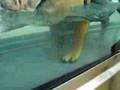 Hydrotherapy - water treadmill at Greyfriars Referral Centre