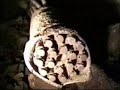 ProgettoHumus - NEL SARCOFAGO DELLA CENTRALE DI CHERNOBYL