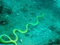 Yellow Eel swimming