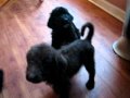 Labradoodle pups