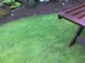 videos de Pip jumpin